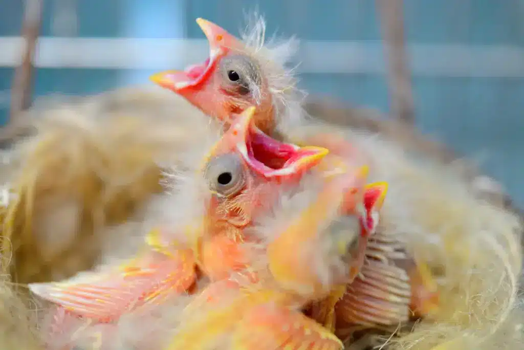 Baby Canaries in the Nest 