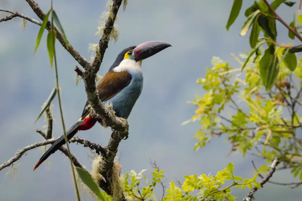 Black-billed Mountain-toucans Perched on a Tree