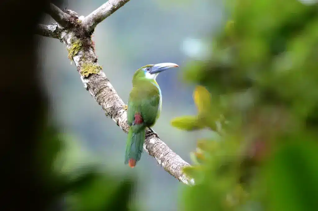 A Toucanet Perched on Tree Blue-banded Toucanets