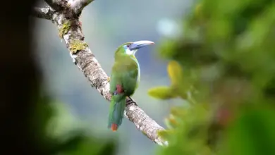 A Toucanet Perched on Tree Blue-banded Toucanets