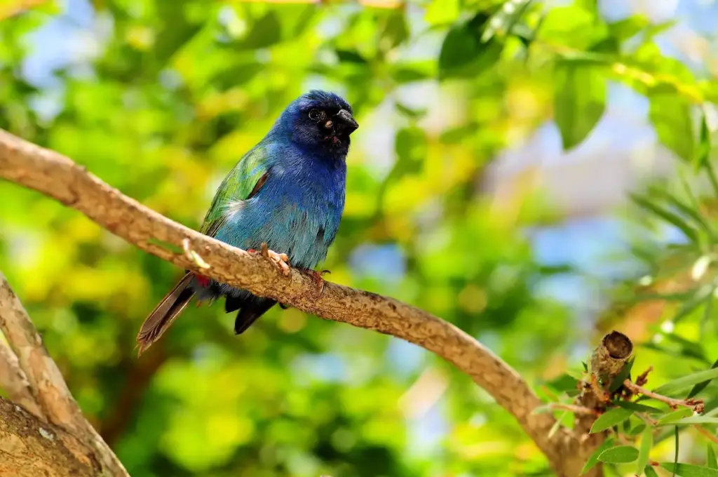 Blue-faced Parrotfinch  on the Branch 