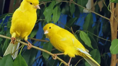 Two Yellow Canaries Breeding Canaries