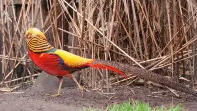 Breeding Golden Pheasants Walking on a Ground