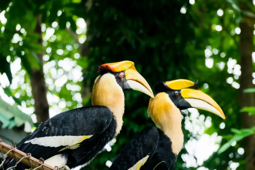 Breeding Toucans Perched on the Fence