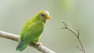 Ceylon Hanging Parrots on a Branch