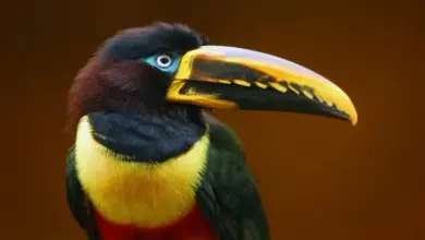 Chestnut-eared Aracaris Face On A Brown Background