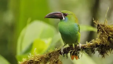 Chestnut-tipped Toucanets on an Branch Covered in Epiphytes