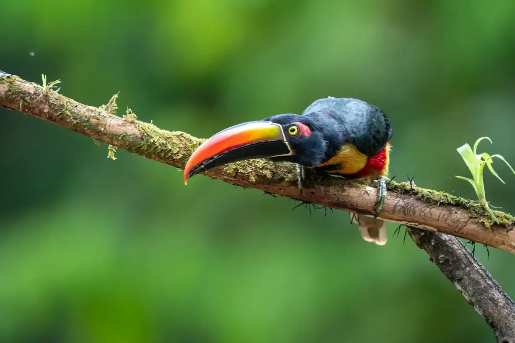 Close up of Fiery-billed Aracaris 