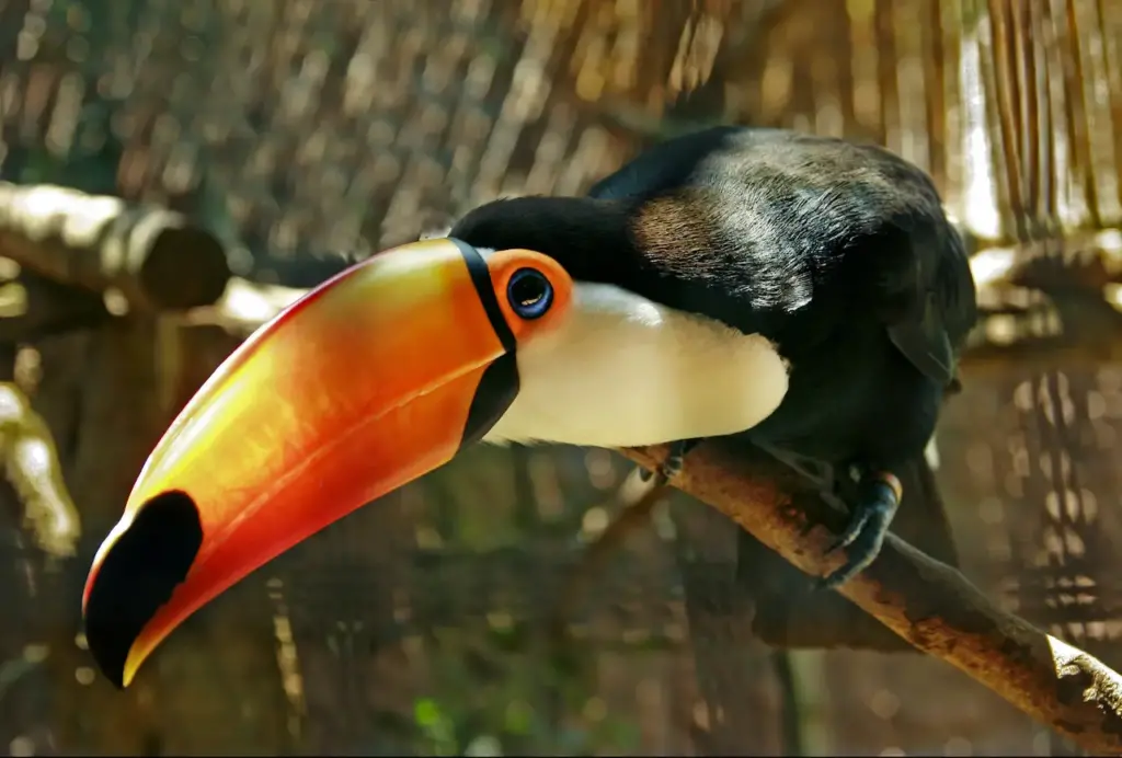 Toco Toucans (Ramphastos toco) Information | All About Wildlife