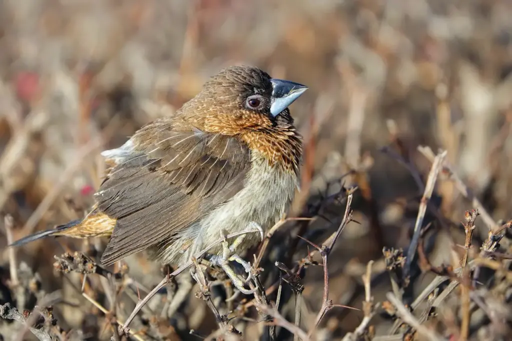 Close up Image Of A White-rumped Munias 