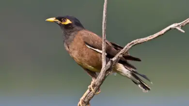 Common Mynas on the Branch