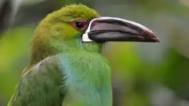 Clsoe up of a Crimson-rumped Toucanets