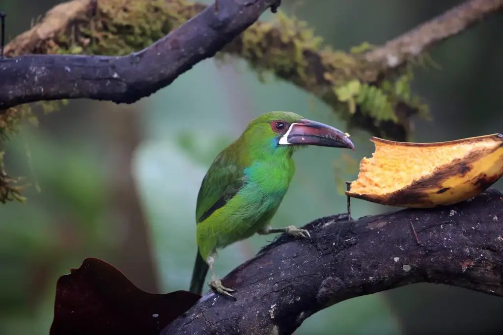 Crimson-rumped Toucanets on Tree 