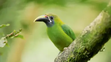 Emerald Toucanets on Branch