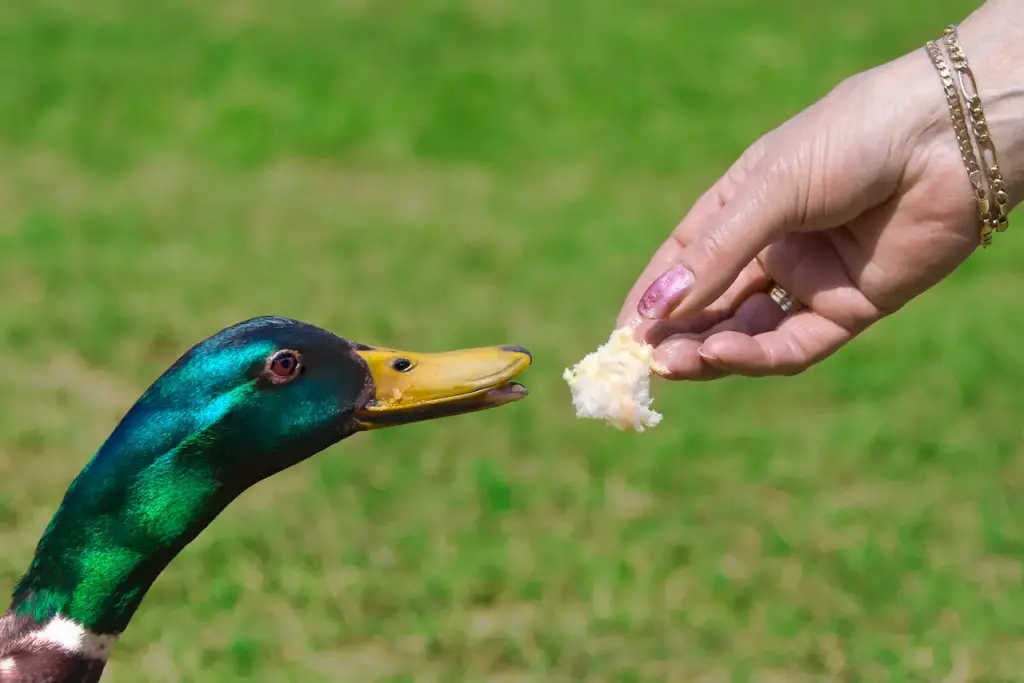 Feeding Duck Bread