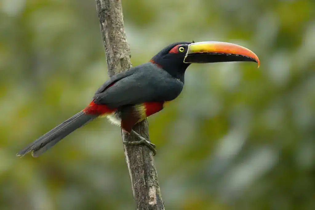 Fiery-billed Aracaris Image