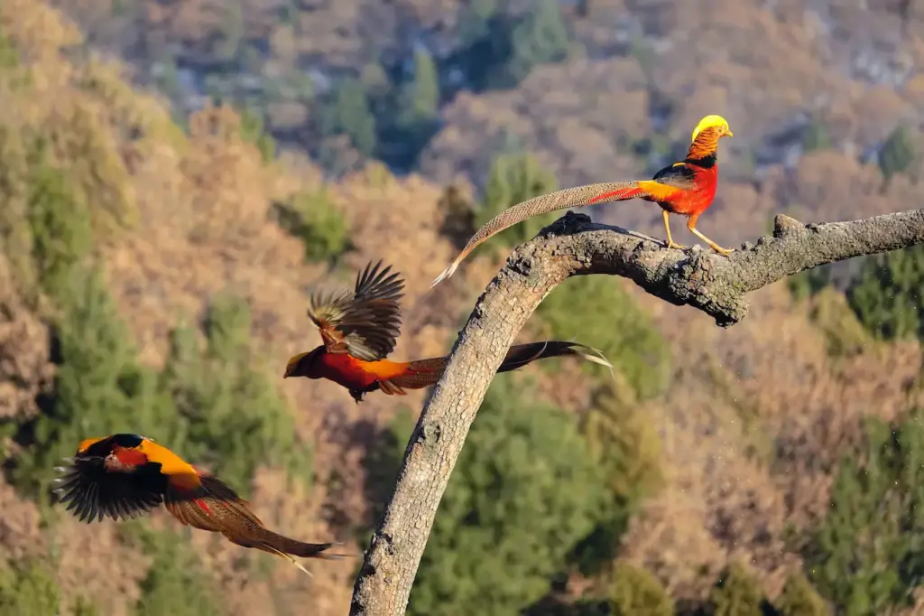 Golden Pheasant (Chrysolophus pictus) Male