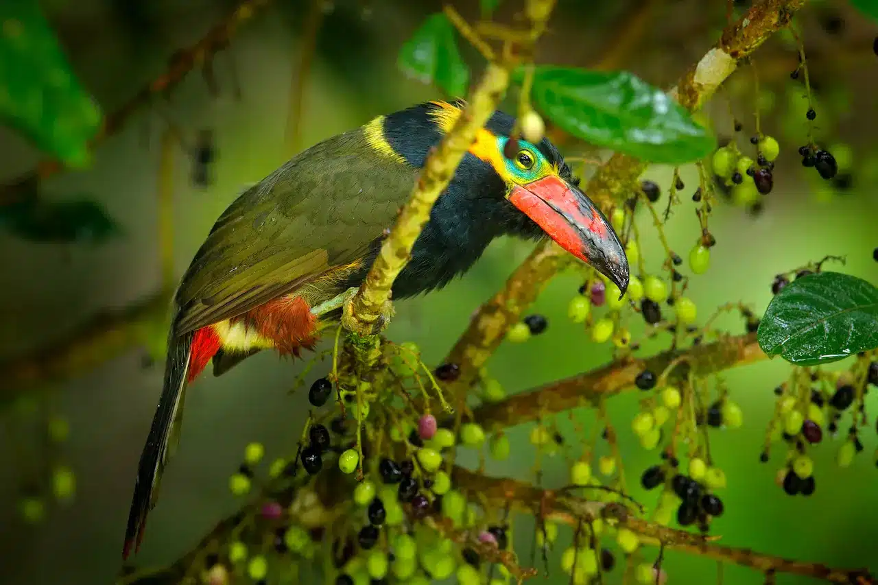 Golden-collared Toucanets Information | All About Wildlife