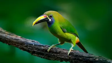 Green Toucanets Perched on the Branch