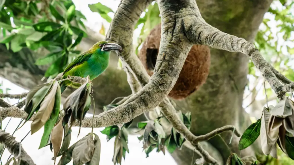 Groove-billed Toucanets Perched on the Tree