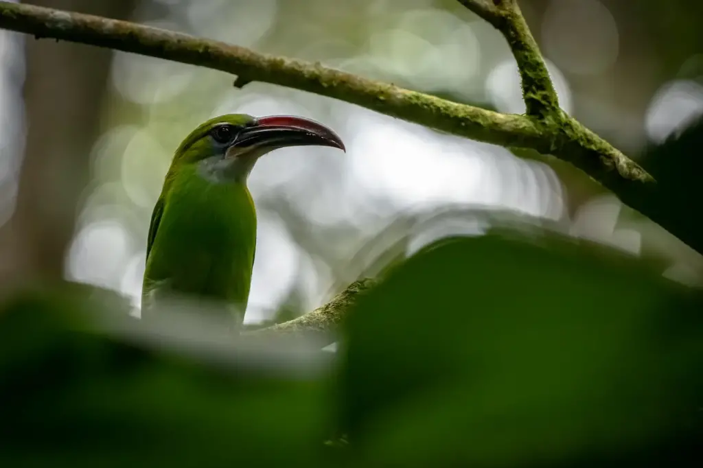 Groove-billed Toucanets Image 