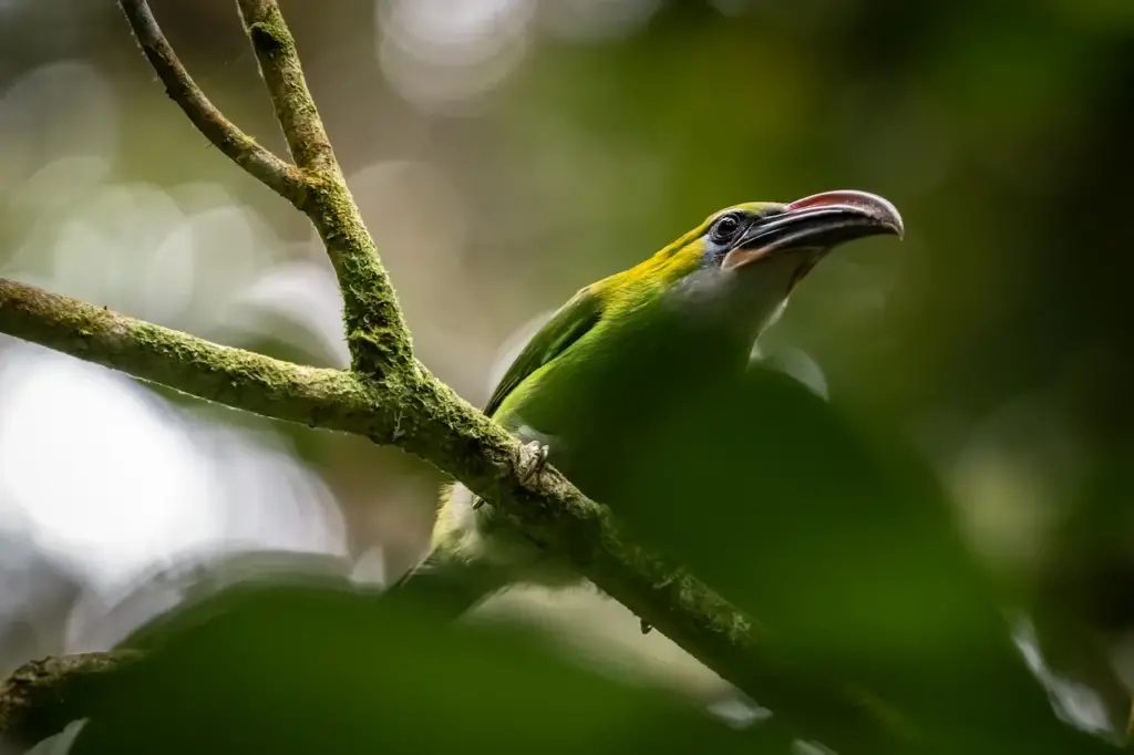 Groove-billed Toucanets on a Tree 