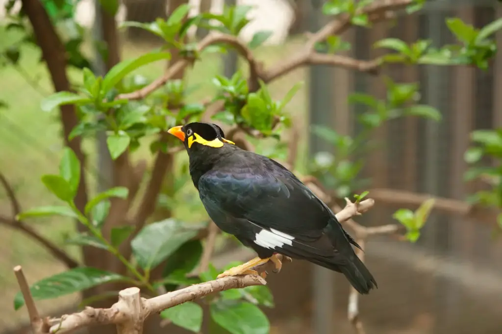 Hill Mynas Perched on the Branch