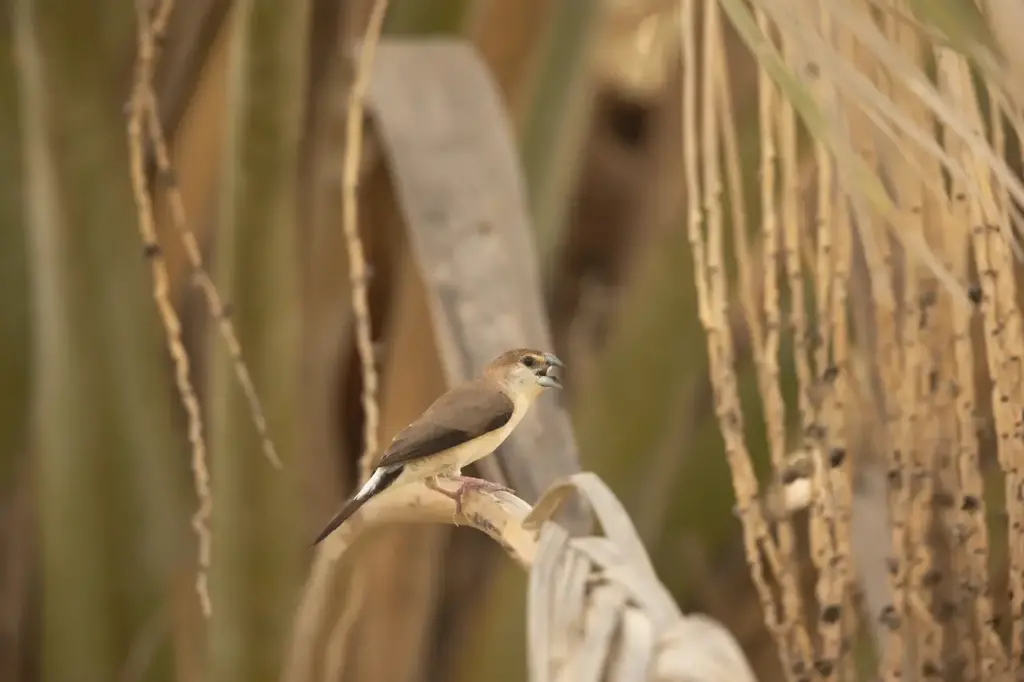 Indian Silverbills Perched on Parm Tree