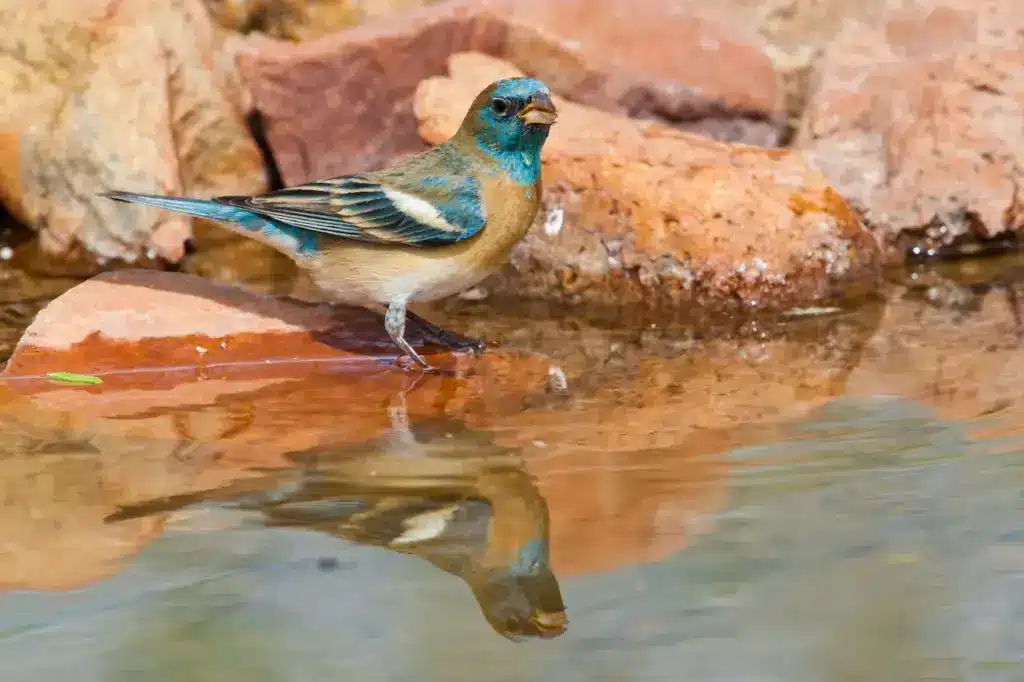 Lazuli Bunting Drinking Water