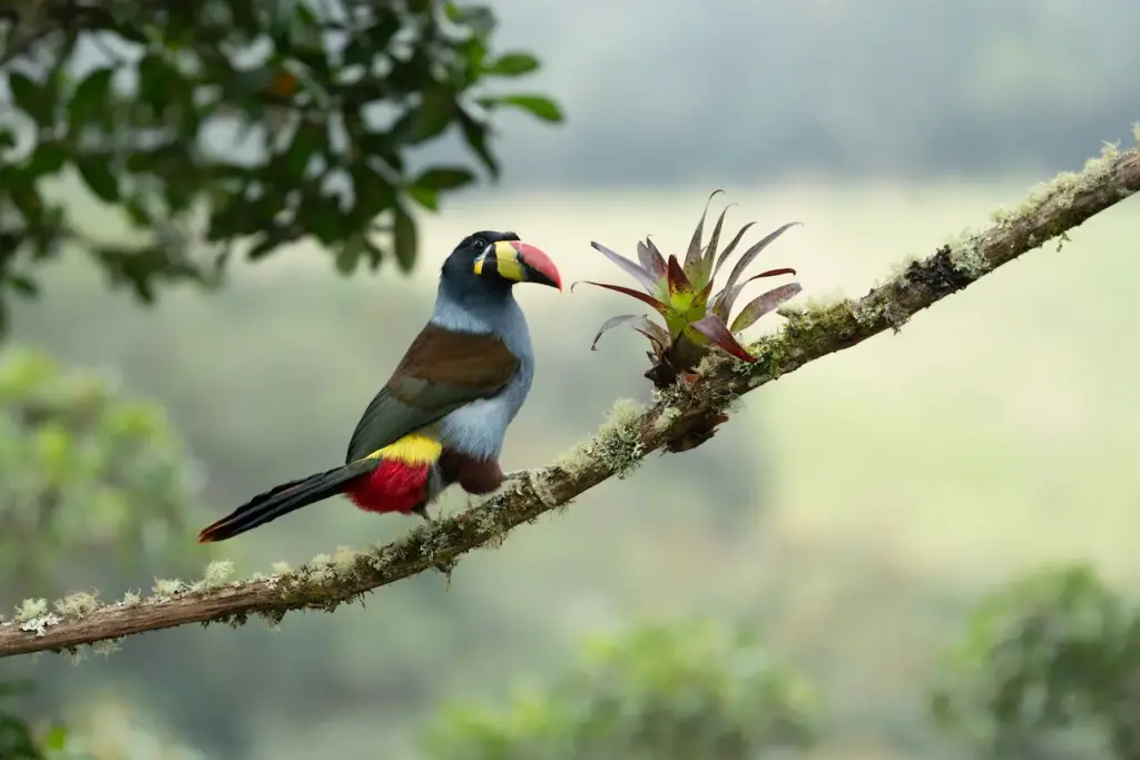 Mountain-toucans on a Tree Branch