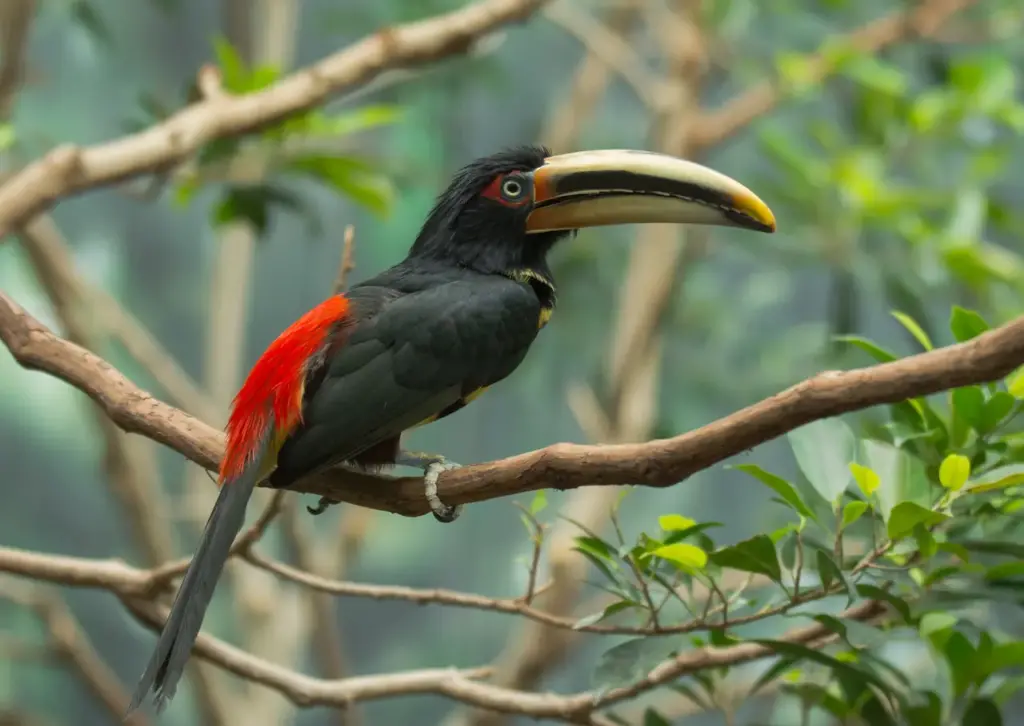 Pale-mandibled Aracaris Perched on Branch