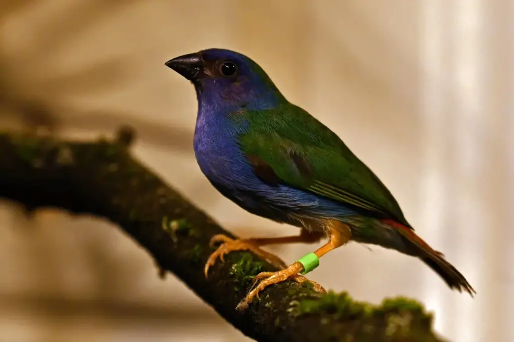 Parrotfinch Species on a Branch