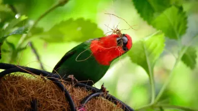 Bird Nesting on a Tree Parrotfinches Captive Breeding