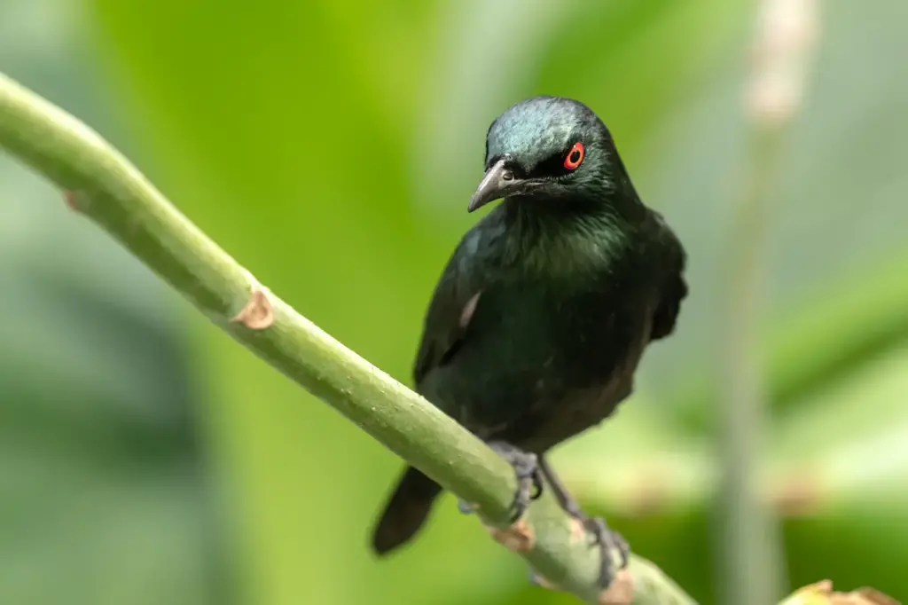 Philippines Crows and Starlings on a Thorn