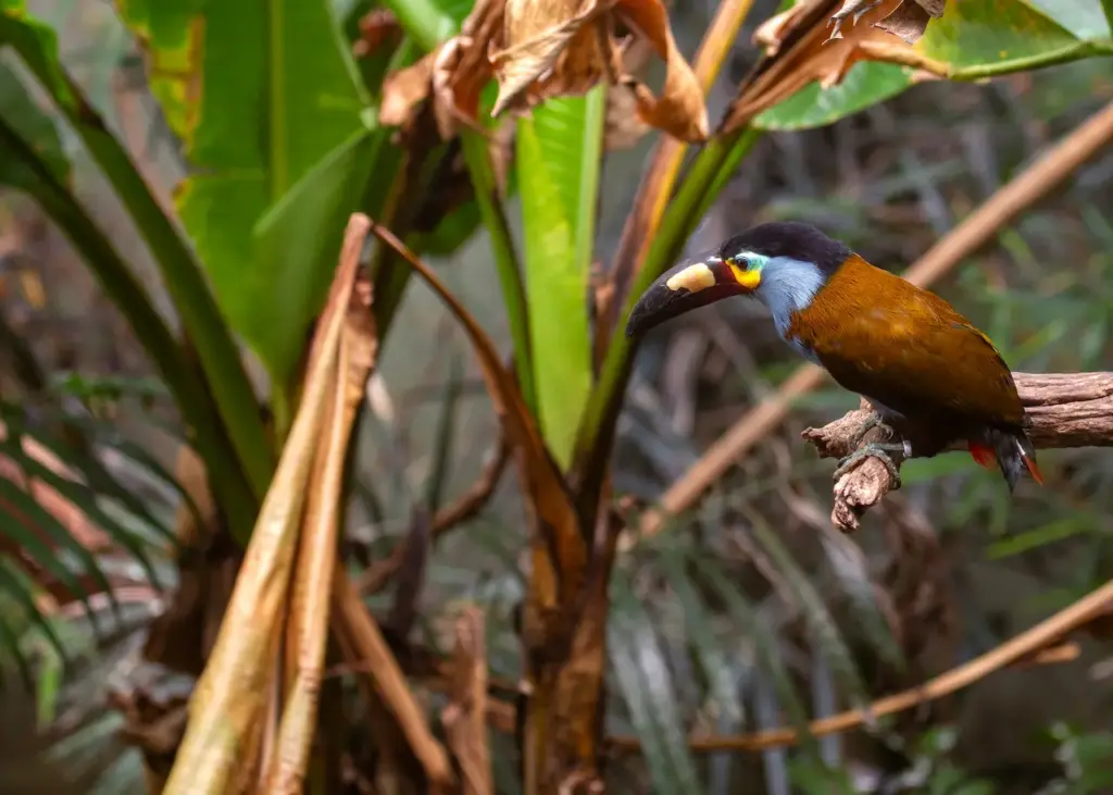 Plate-billed Mountain Toucans on a Tree 