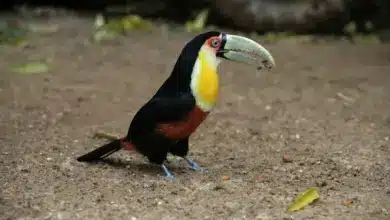 A Bird on the Ground Red-breasted Toucans