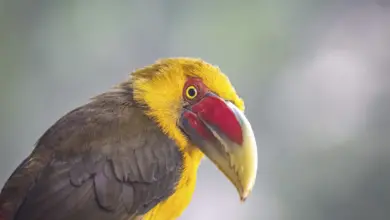 Close up Image of Saffron Toucanets