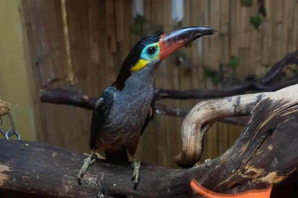 Selenidera Toucans | Selenidera Toucanets | All About Wildlife