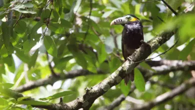 Spot-billed Toucanets (Selenidera maculirostris)