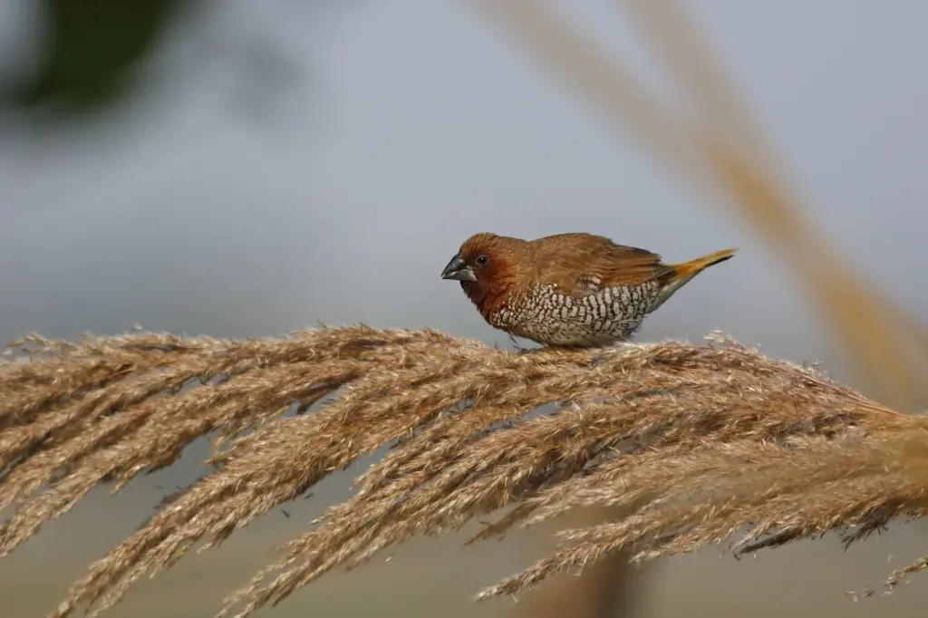 Spotted Munias Perched on the Plants