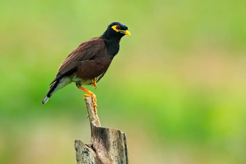 Sri Lanka Mynas Perched on a Fence