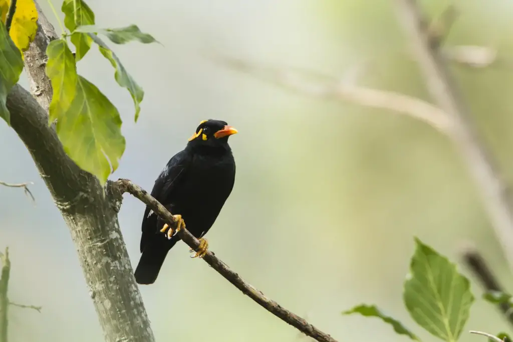 Sri Lanka Mynas on a Twig 