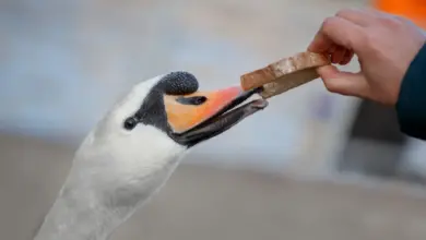 Swan Diet Eating Bread from the Hands of Man