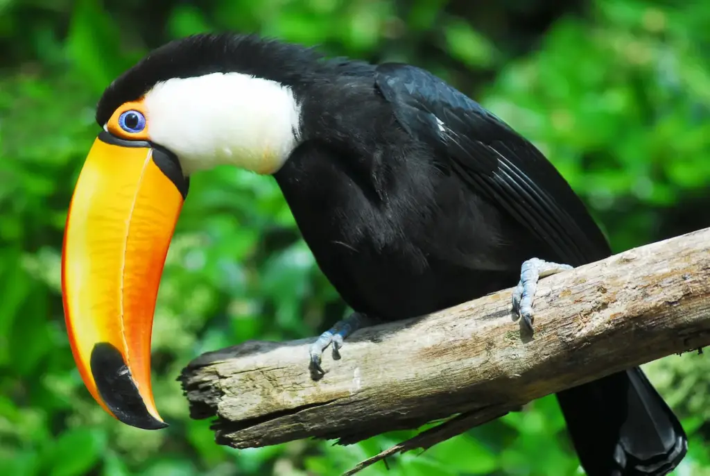 Toco Toucans (Ramphastos toco) Information | All About Wildlife