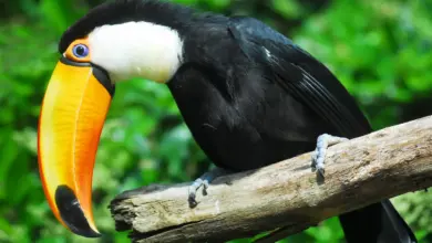 Toco Toucans Perched on Branch