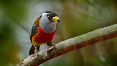 Toucan Barbets on a Branch