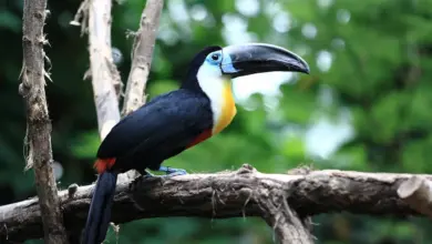 Toucan in the Wild Toucan Captive Breeding