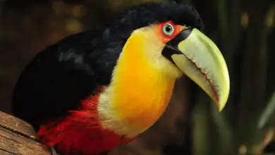 Close up Image of a Red Toucan, Toucan Facts