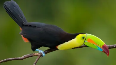 Toucan Species Perched on Branch