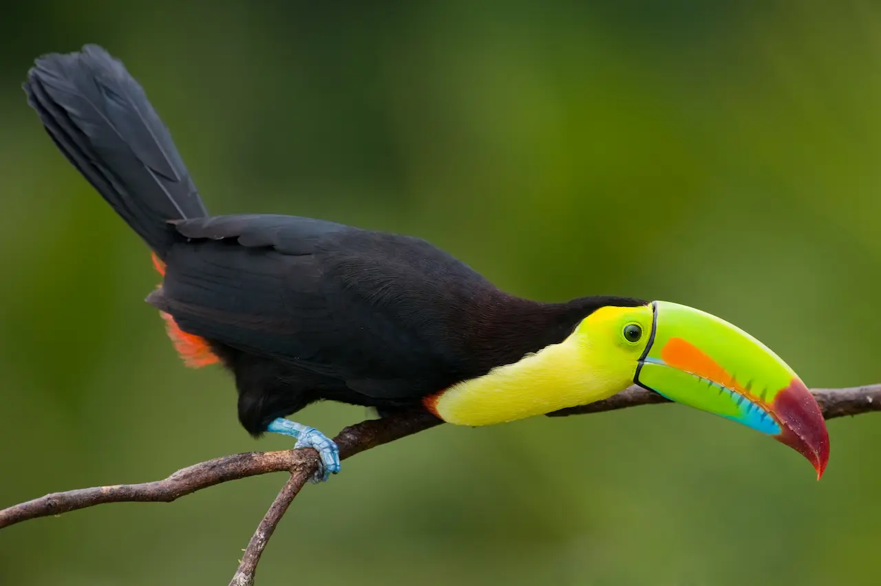 Toucan Species | Toucanets Species Information | All About Wildlife